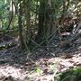Otford Farm - Jungle Set Build Site