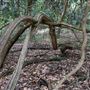 Otford Farm - Jungle Set Build Site