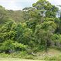 Otford Farm - The Pines Paddock with Jungle Gully