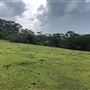 Otford Farm - The Pines Paddock with Jungle Gully