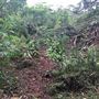 Otford Farm - The Pines Paddock with Jungle Gully