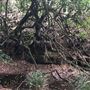Otford Farm - The Pines Paddock with Jungle Gully