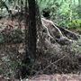 Otford Farm - The Pines Paddock with Jungle Gully