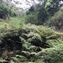 Otford Farm - The Pines Paddock with Jungle Gully