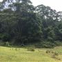 Otford Farm - The Pines Paddock with Jungle Gully