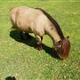 Otford Farm - Horse Farm