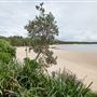 Trial Bay Gaol Campground & Front Beach - Arakoon National Park