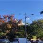 Jersey Road - Woollahra