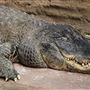 The Australian Reptile Park