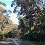 Swan Lake - Swanhaven