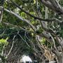 Bronte Streets