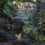 Blue Mountains Mount Tomah Botanic Gardens