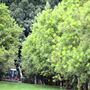 Halt Hill Macadamia Farm