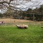Belgenny Farm