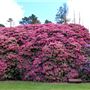 Blackheath Memorial Park