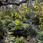 Campbell Rhododendron Gardens