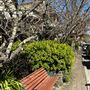 Leura Village