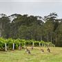 Adina Vineyard and Olive Grove