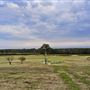 Adina Vineyard and Olive Grove
