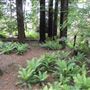 Wentworth Park