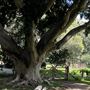Vaucluse House