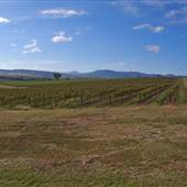Denman vineyard