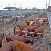 Dubbo Saleyards
