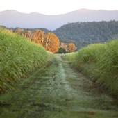 Sugar Cane Field