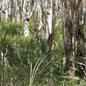 Crowdy Bay National Park