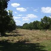 'Eltham Valley Pantry' Nut, Coffee & Olive Farm
