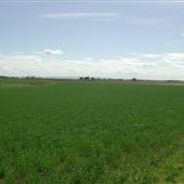 Wheat crop near Largs