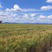 Liverpool Plains