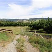 Watkins Orchard (Mandarin & Cumquat)