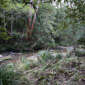 Red Cedar Flat picnic area