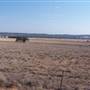 Dubbo (surrounds)