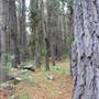 Armidale Pine Forest