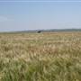 Barley Crops