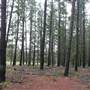 Belanglo State Forest