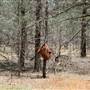Back Yamma State Forest
