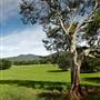 Bellinger Valley