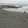 Black Sand Beach, Bass Point Reserve & Shell Cove