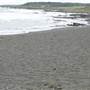 Black Sand Beach, Bass Point Reserve & Shell Cove