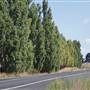 Blayney Area