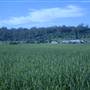 Rural Camden