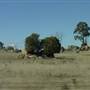 Dalgety/Cooma
