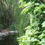 Chinese Garden of Friendship - Darling Harbour