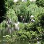 Chinese Garden of Friendship - Darling Harbour
