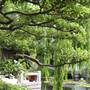 Chinese Garden of Friendship - Darling Harbour