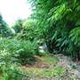 Bamboo Wholesale