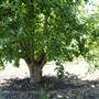 Daydawn Orchard